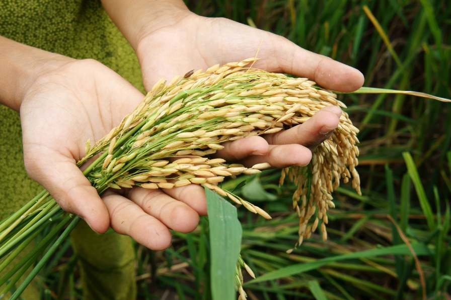 الأرز والزراعة العضوية